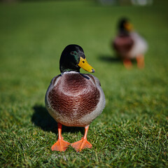 duck sit under the sun on green grass and against the blue sky
