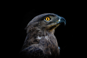 portrait of a brown snake eagle