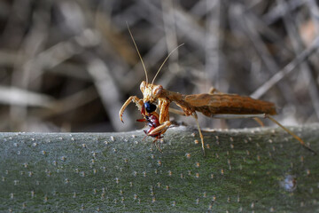 Close up of pair of Beautiful European mantis ( Mantis religiosa )