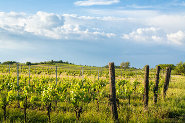 Fototapeta premium Vineyards in burgenland in summer