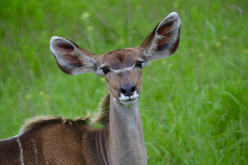 A close-up portrait of a female Kudu