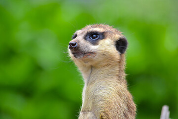 Fototapeta premium meerkat on the lookout