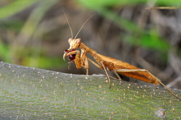 Close up of pair of Beautiful European mantis ( Mantis religiosa )