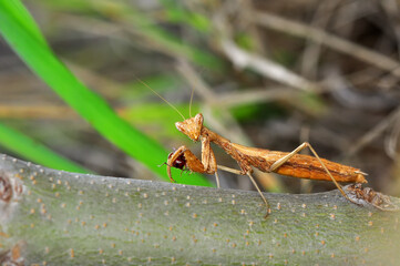 Close up of pair of Beautiful European mantis ( Mantis religiosa )