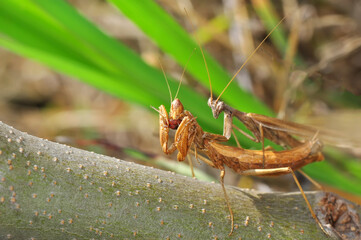 Close up of pair of Beautiful European mantis ( Mantis religiosa )