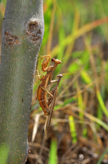 Close up of pair of Beautiful European mantis ( Mantis religiosa )