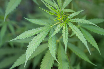 Naklejka na ściany i meble Close-up of marijuana plant growing at indoor cannabis farm.