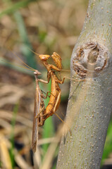 Close up of pair of Beautiful European mantis ( Mantis religiosa )