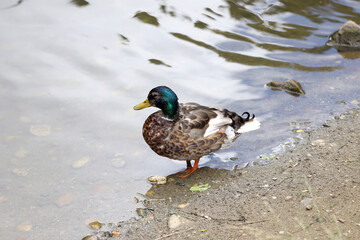 Mallard duck stay on the shore of the lake near the water.