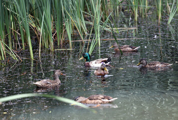 Young Mallard ducks flutter their wings, dive and swim in the lake, with rushes.
