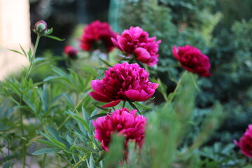 bright peonies
