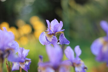 irises