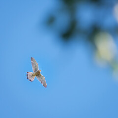 falcon flying in bluesky