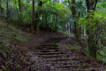 函南町にある原生の森展望台への道