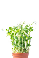 Microgreens growing in pot, superfood concept