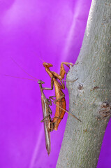 Close up of pair of Beautiful European mantis ( Mantis religiosa )