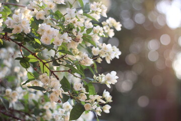 Cherry blossoms