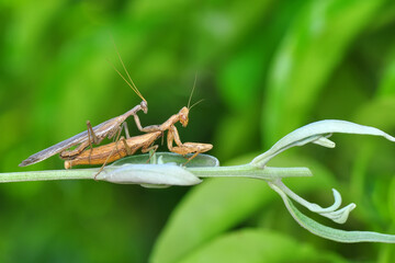 Close up of pair of Beautiful European mantis ( Mantis religiosa )
