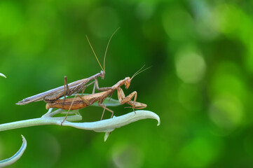 Close up of pair of Beautiful European mantis ( Mantis religiosa )