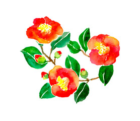 椿　花　水彩　イラスト　カメリア　手描き　赤