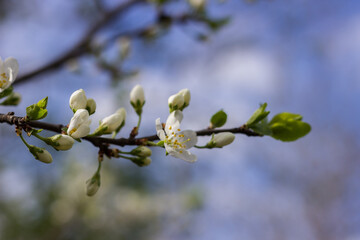Cherry blossoms