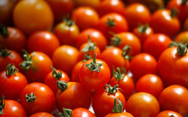 Organic cherry tomatoes. Fresh red tomatoes. Tomato harvest. Summer tomatoes.