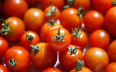 Organic cherry tomatoes. Fresh red tomatoes. Tomato harvest. Summer tomatoes.
