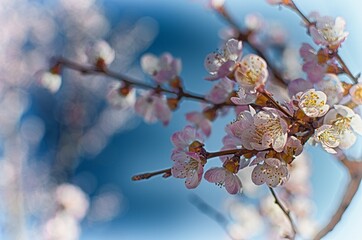 cherry blossom against blue sky