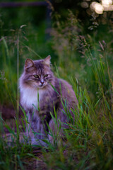 Naklejka na ściany i meble Fluffy tabby cat sits in the grass. Cat. Beautiful cat is sitting on the grass and looking at the frame. cat is sitting on the grass. looks away.