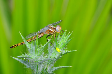 Macro shots, Beautiful nature scene dragonfly.   