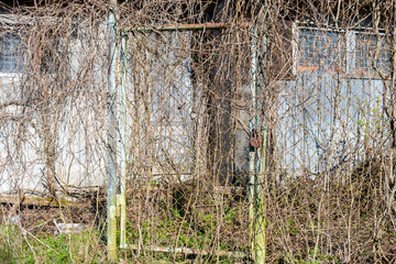 An abandoned overgrown door made of metal bars is locked with a rusty lock.