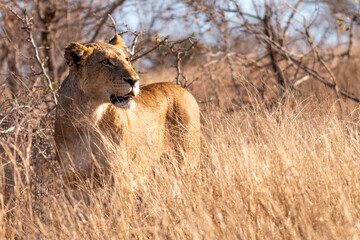Löwen Mama im Kruger Nationalpark