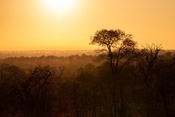 Naklejka na ściany i meble Sonnenaufgang Kruger Nationalpark