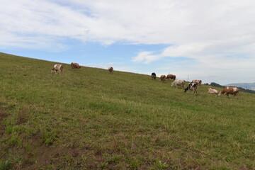 Pascolo Mucche,Biologico,