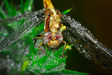 Macro shots, Beautiful nature scene dragonfly.   