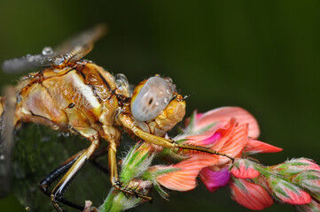Macro shots, Beautiful nature scene dragonfly.   