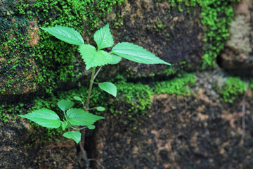 Brick wall with plants and green moss. closeup image. Nature Texture