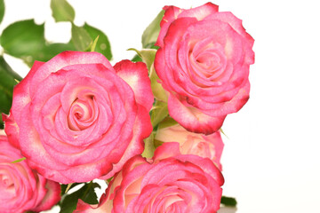 pink rose on white background