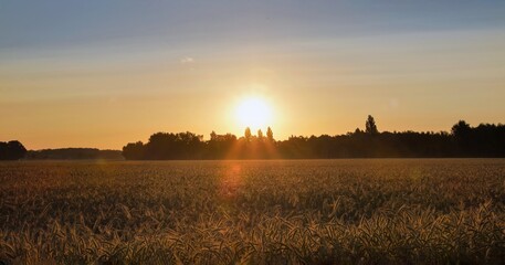 Fototapeta premium Golden geht die Sonne auf über dem Getreidefeld 