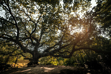 Obraz premium quercia secolare