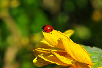 Beautiful ladybug on leaf defocused background