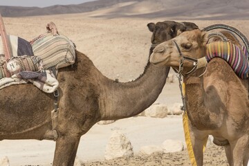 camels at the desert of israel