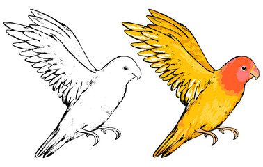 Drawing of cute flying lovebird. Realistic sketch of tropical bird parrot. Hand drawn vector illustration in vintage style. Set of contour and color element isolated on white, for design, decor, print