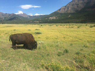 American Bison in a Mountain Valley near Yellowstone National Park.