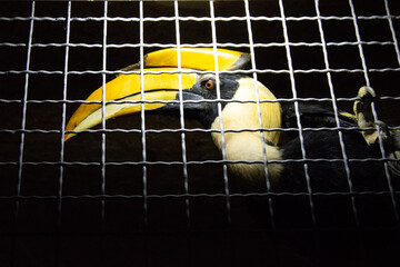 toucan with a yellow beak on a black background in a cage