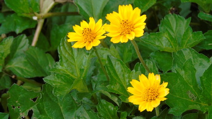 yellow dandelions in the garden