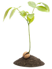 Young walnut tree isolated on white