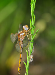 Macro shots, Beautiful nature scene dragonfly.   
