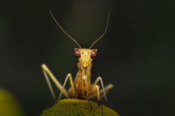 Close up of pair of Beautiful European mantis ( Mantis religiosa )
