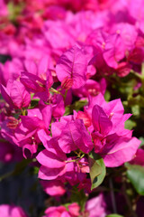Bougainvillea Vera Deep Purple